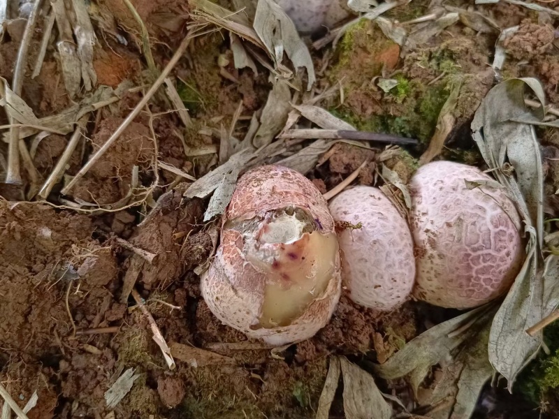 红托竹荪林下鲜品