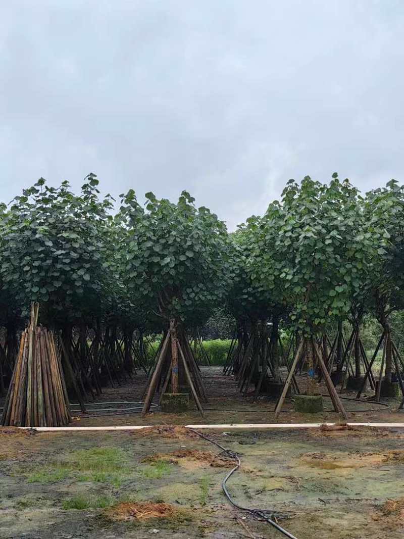 全冠黄槿基地直销规格齐全欢迎老板来电咨询合作