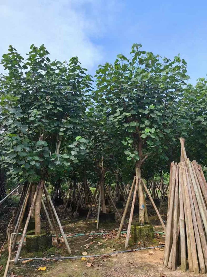 全冠黄槿基地直销规格齐全欢迎老板来电咨询合作