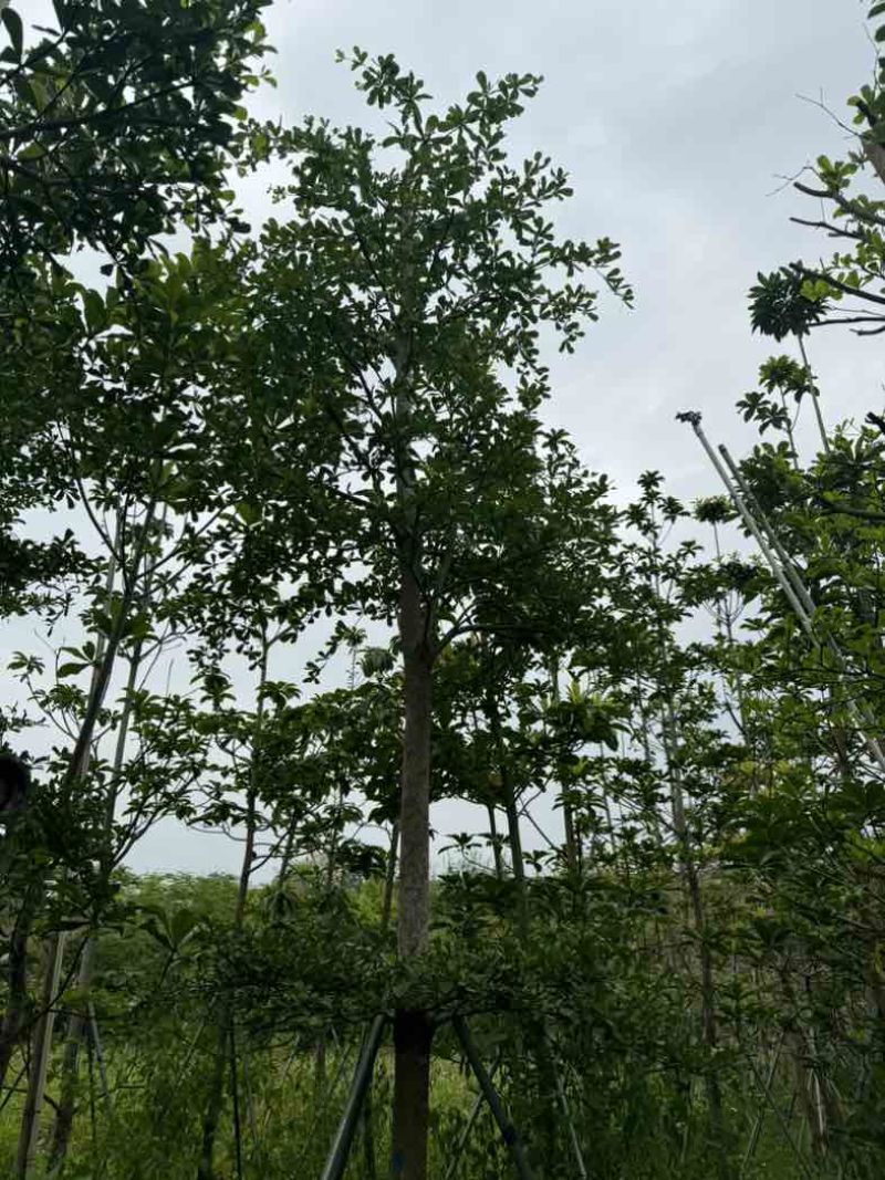 小叶榄仁树基地直销规格齐全欢迎老板来电咨询合作