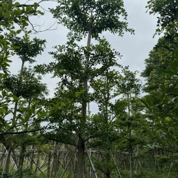 小叶榄仁树基地直销规格齐全欢迎老板来电咨询合作