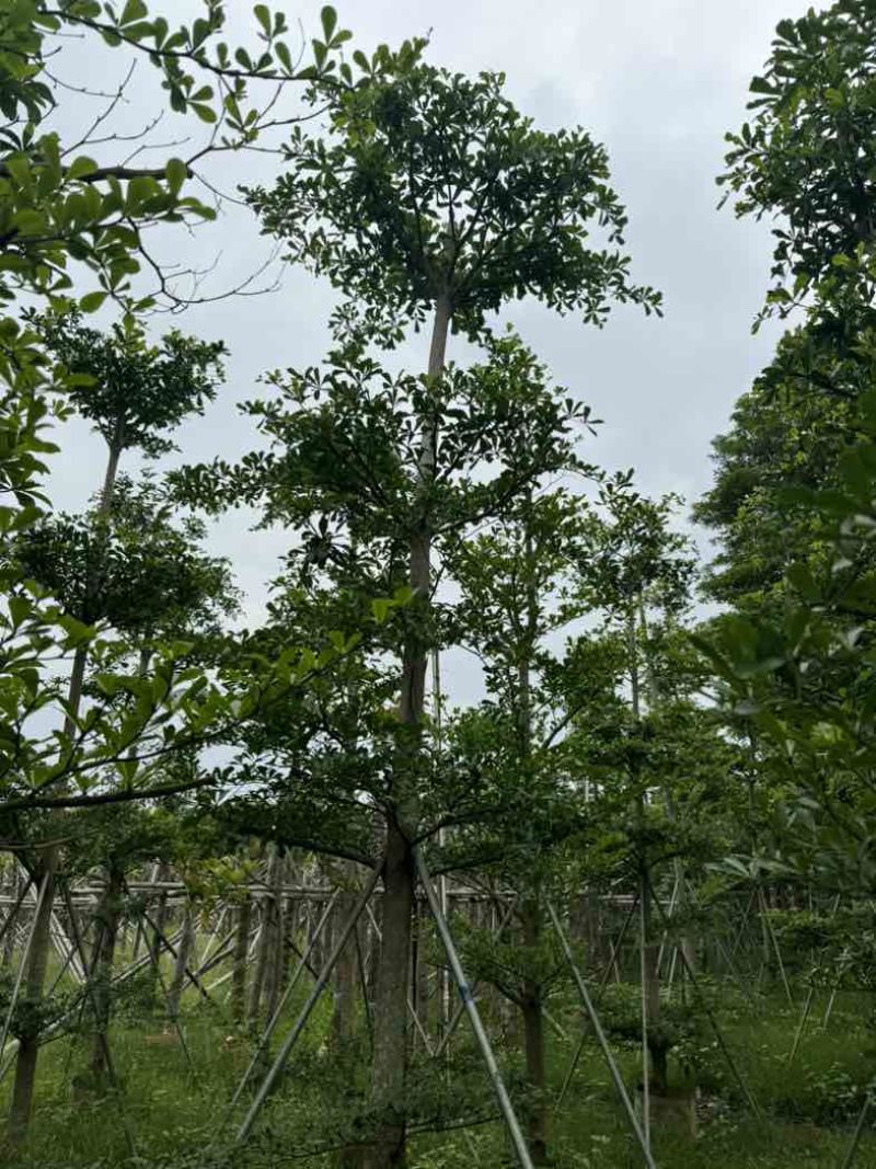 小叶榄仁树基地直销规格齐全欢迎老板来电咨询合作