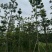 杜英基地直销规格齐全欢迎老板来电咨询合作