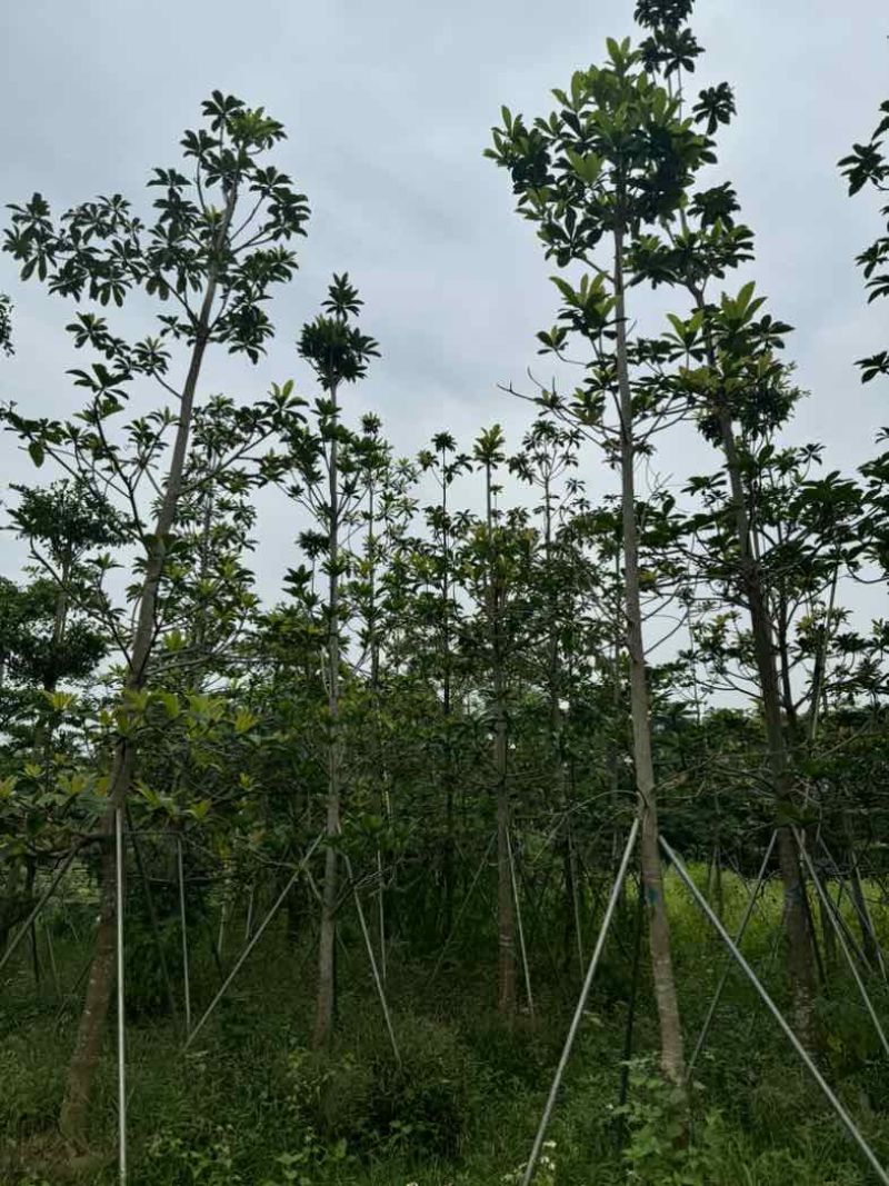 杜英基地直销规格齐全欢迎老板来电咨询合作