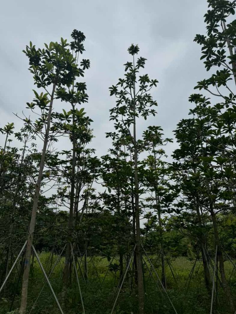 杜英基地直销规格齐全欢迎老板来电咨询合作