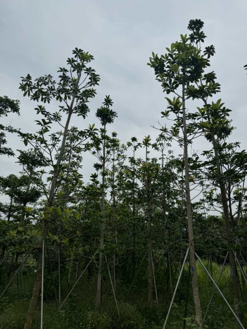 杜英基地直销规格齐全欢迎老板来电咨询合作