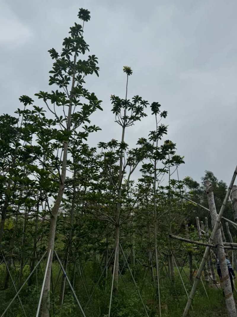 杜英基地直销规格齐全欢迎老板来电咨询合作