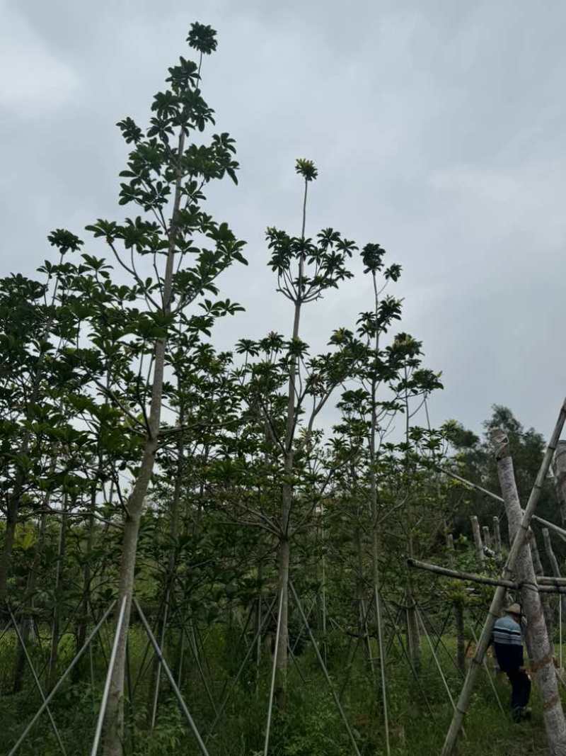 杜英基地直销规格齐全欢迎老板来电咨询合作