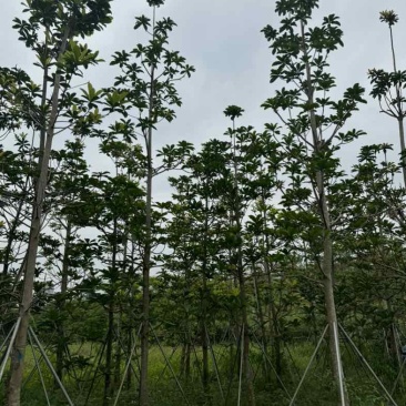 杜英基地直销规格齐全欢迎老板来电咨询合作