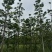 杜英基地直销规格齐全欢迎老板来电咨询合作
