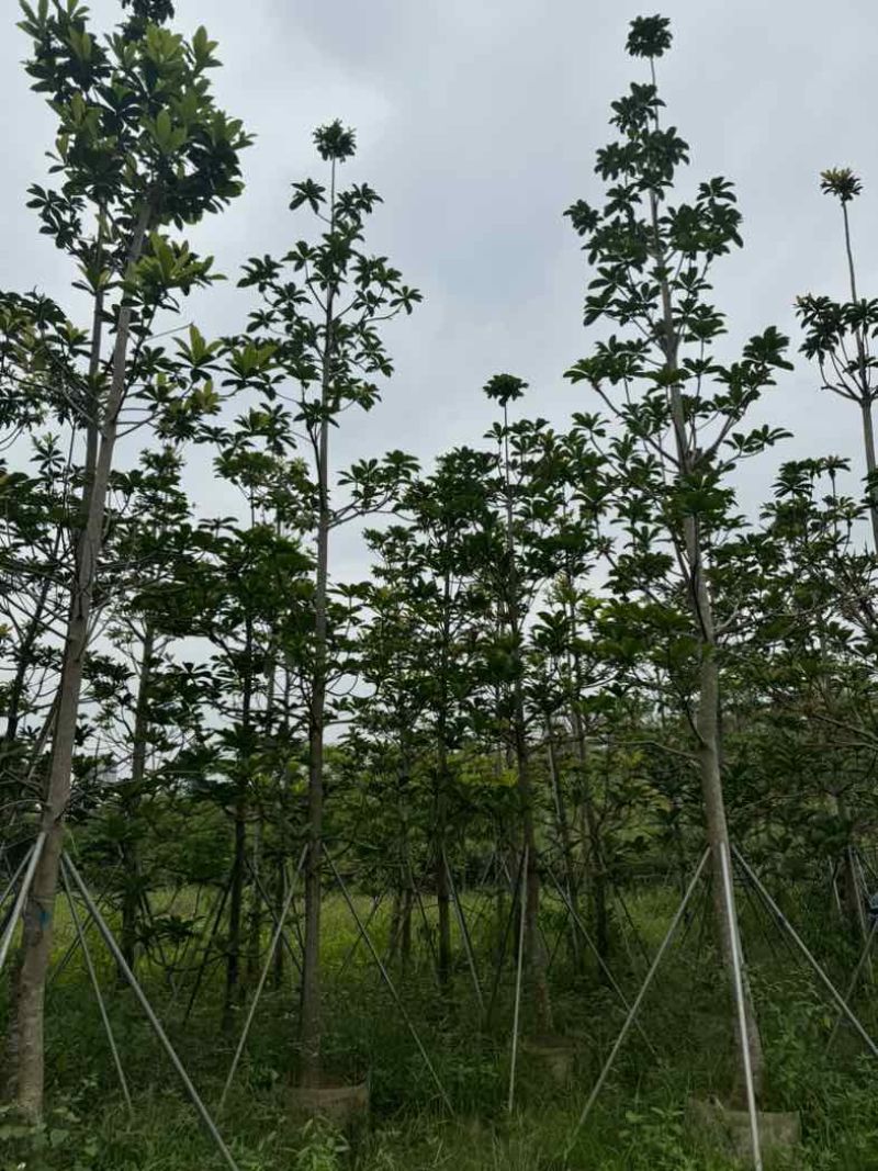 杜英基地直销规格齐全欢迎老板来电咨询合作