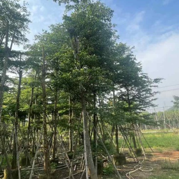骨架小叶榄仁树基地直销规格齐全欢迎老板来电咨询合作