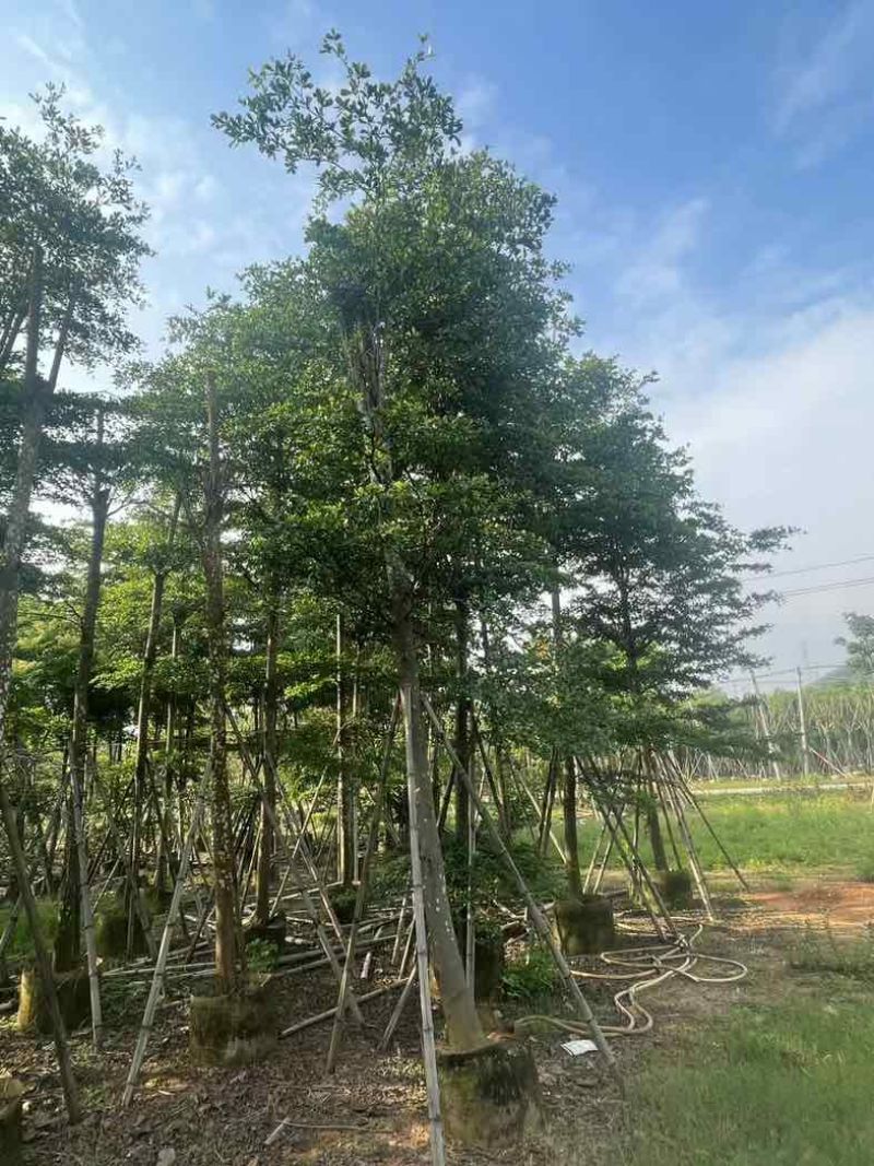 骨架小叶榄仁树基地直销规格齐全欢迎老板来电咨询合作