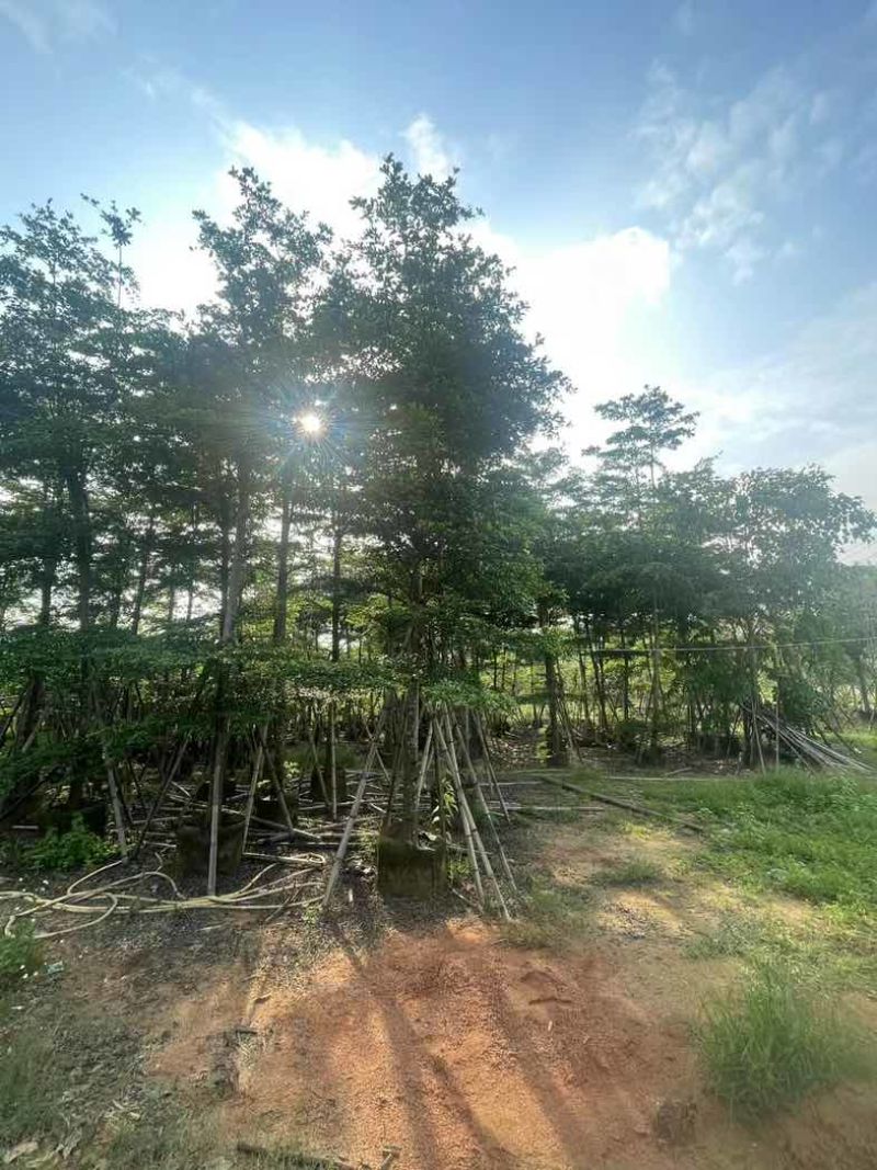 骨架小叶榄仁树基地直销规格齐全欢迎老板来电咨询合作