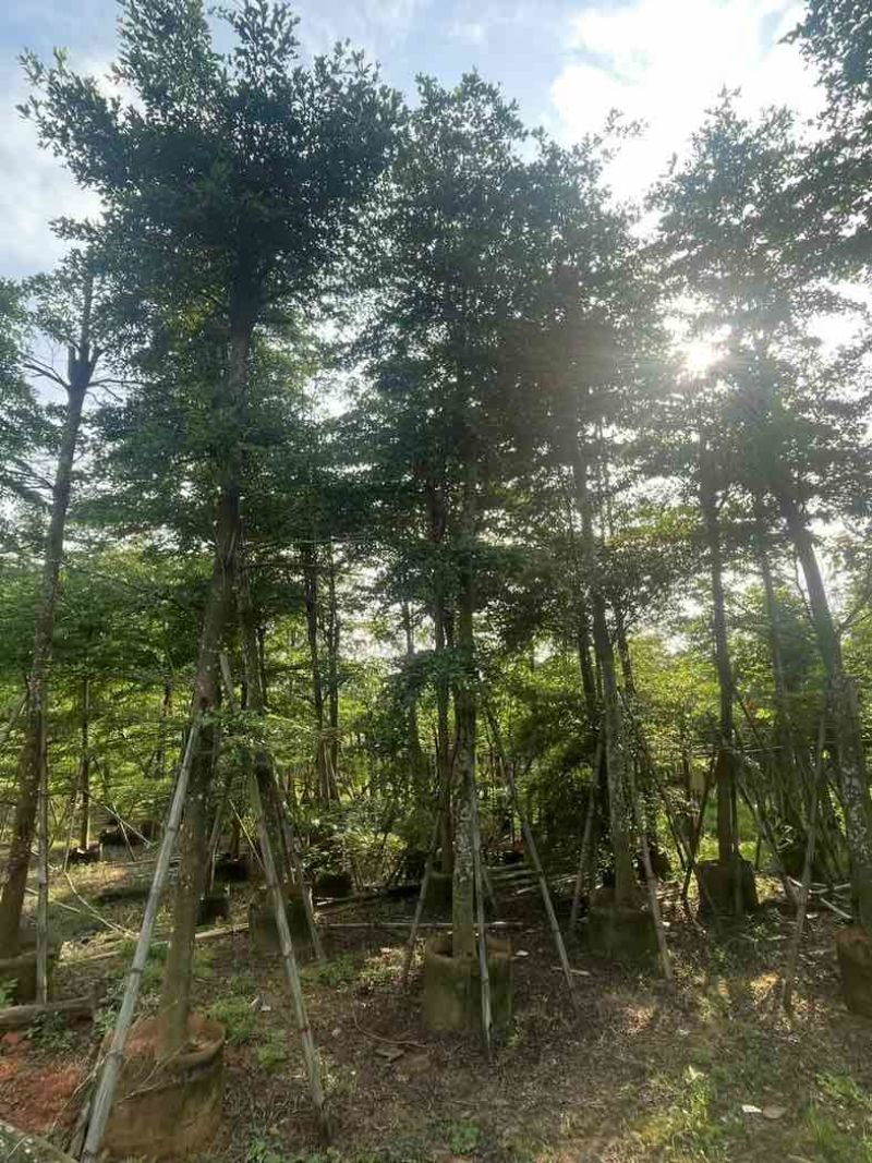 骨架小叶榄仁树基地直销规格齐全欢迎老板来电咨询合作