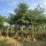 骨架小叶榄仁树基地直销规格齐全欢迎老板来电咨询合作