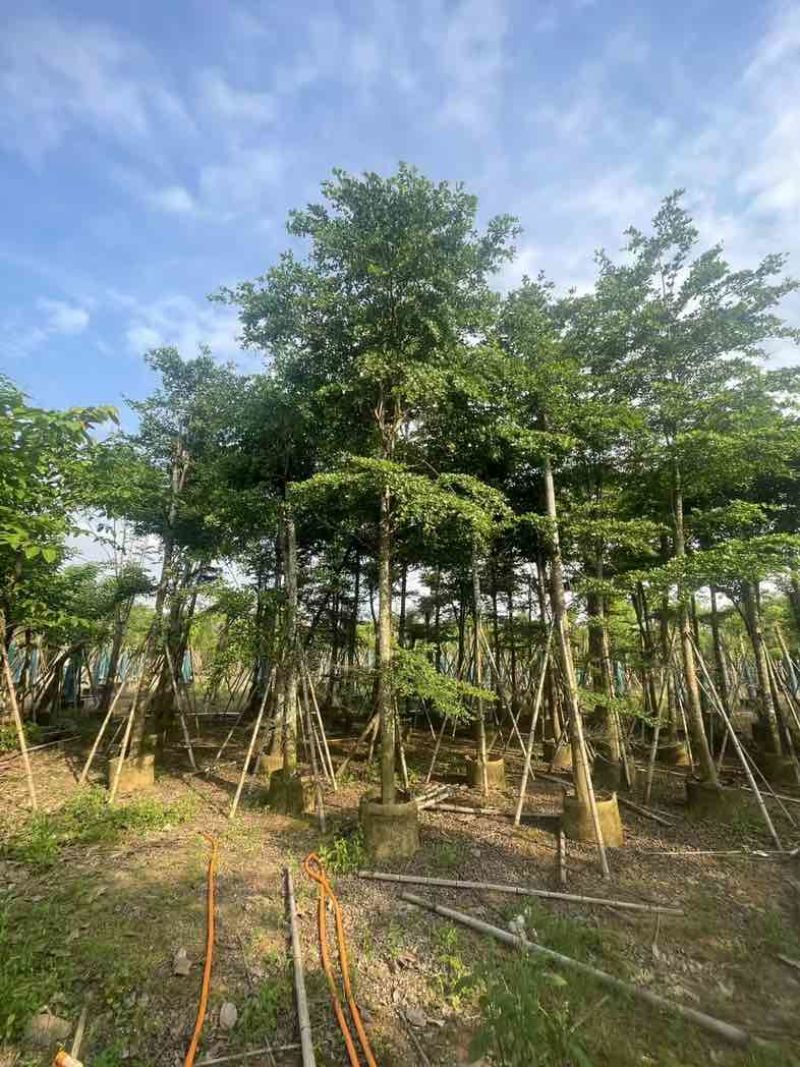 骨架小叶榄仁树基地直销规格齐全欢迎老板来电咨询合作
