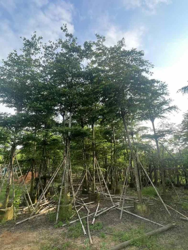 骨架小叶榄仁树基地直销规格齐全欢迎老板来电咨询合作