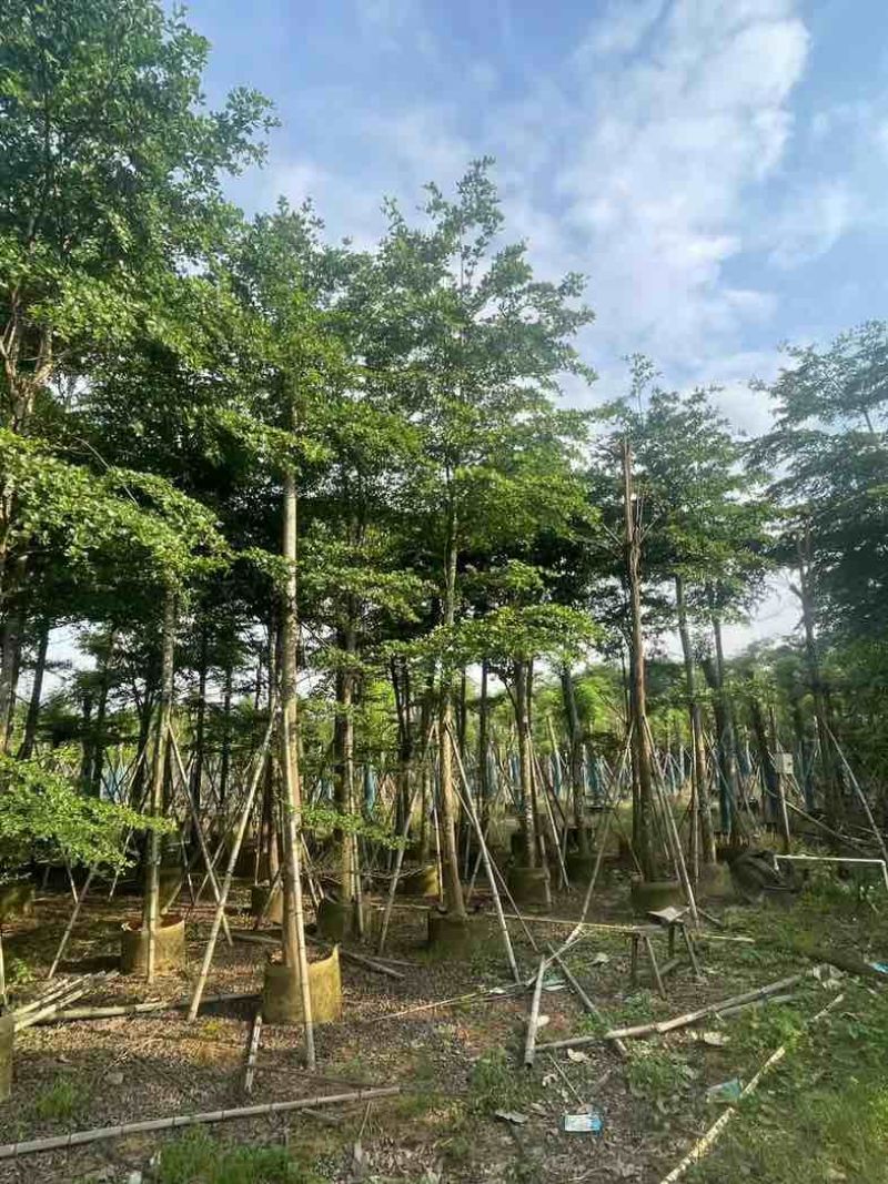 骨架小叶榄仁树基地直销规格齐全欢迎老板来电咨询合作