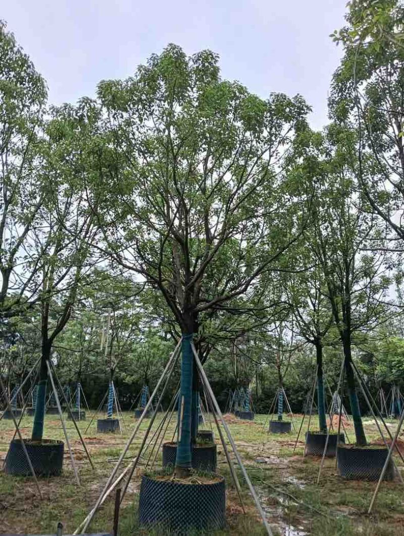 全冠香樟基地直销规格齐全欢迎老板来电咨询合作