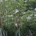 全冠香樟基地直销规格齐全欢迎老板来电咨询合作