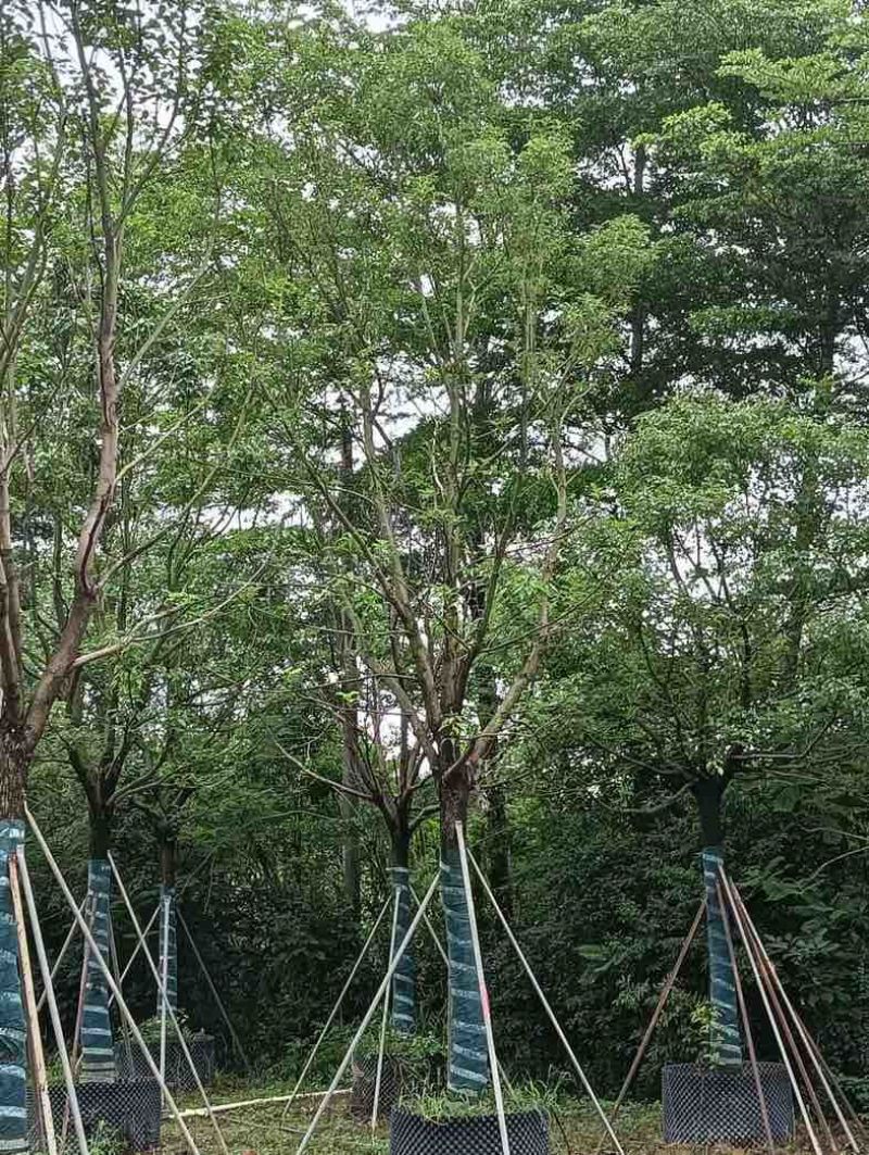 全冠香樟基地直销规格齐全欢迎老板来电咨询合作