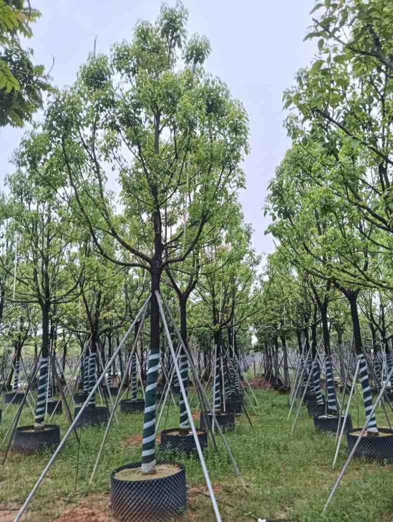 全冠香樟基地直销规格齐全欢迎老板来电咨询合作