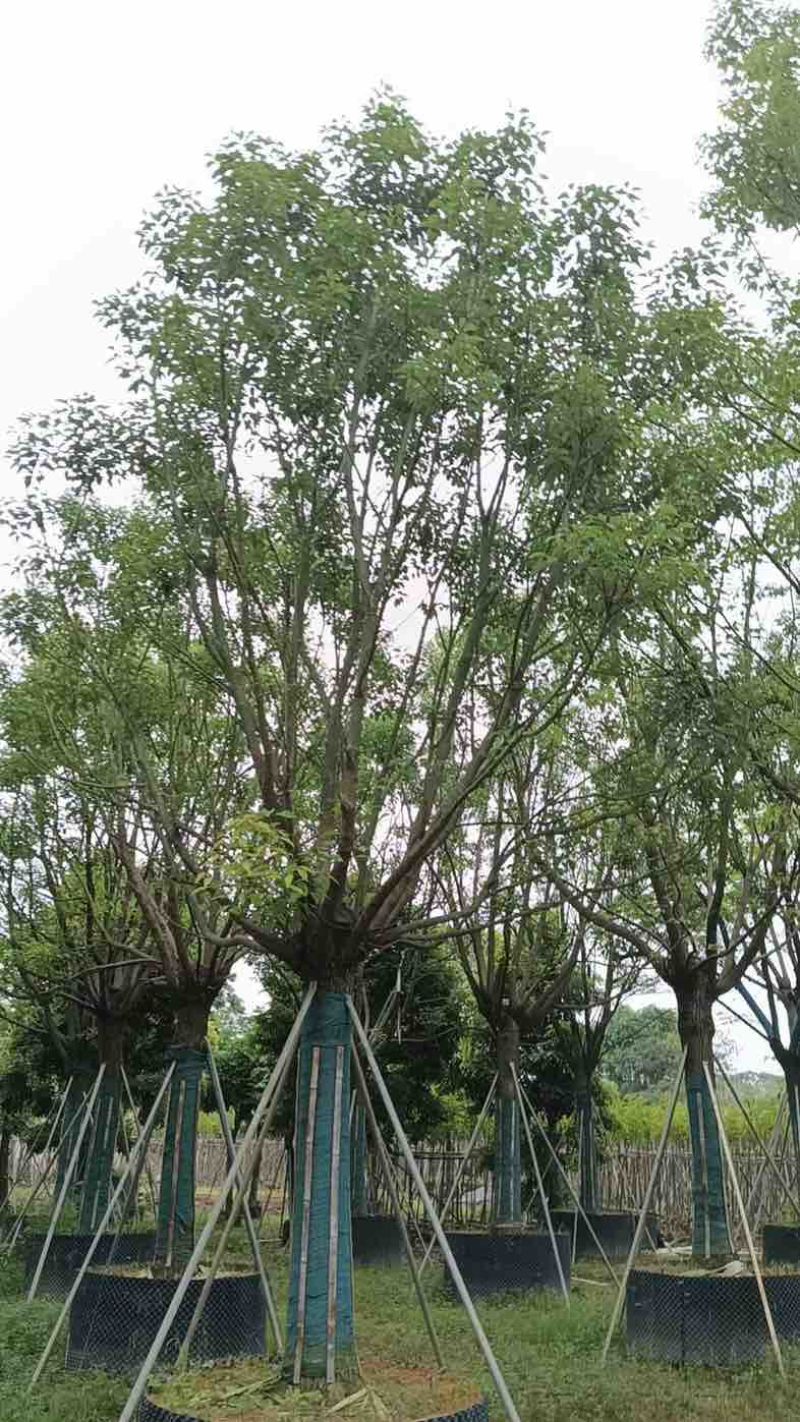 全冠香樟基地直销规格齐全欢迎老板来电咨询合作