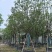全冠香樟基地直销规格齐全欢迎老板来电咨询合作
