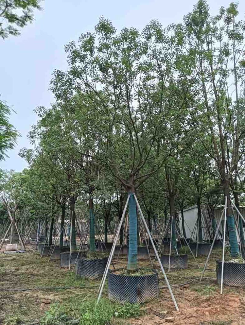 全冠香樟基地直销规格齐全欢迎老板来电咨询合作