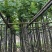 宫粉紫荆基地直销规格齐全欢迎老板来电咨询合作
