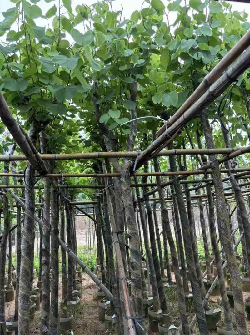 宫粉紫荆基地直销规格齐全欢迎老板来电咨询合作