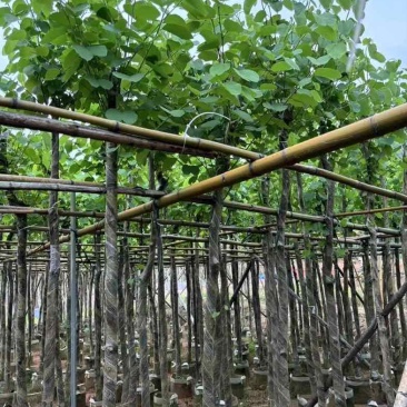 宫粉紫荆基地直销规格齐全欢迎老板来电咨询合作