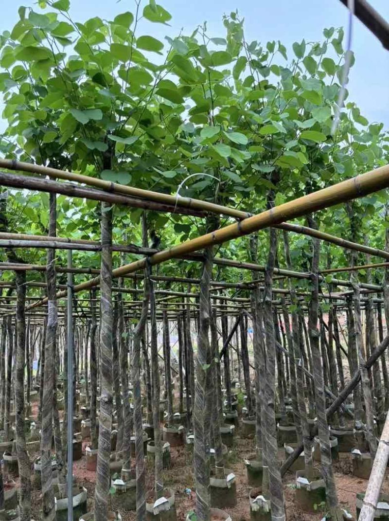 宫粉紫荆基地直销规格齐全欢迎老板来电咨询合作