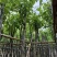 宫粉紫荆基地直销规格齐全欢迎老板来电咨询合作