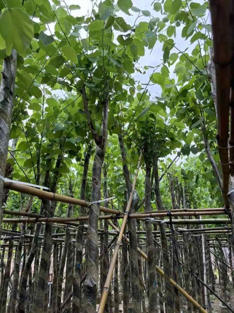 宫粉紫荆基地直销规格齐全欢迎老板来电咨询合作