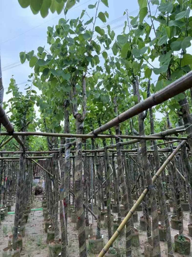 宫粉紫荆基地直销规格齐全欢迎老板来电咨询合作