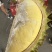 海南金枕榴莲皮薄肉厚核小口感软糯香甜