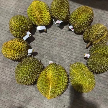 海南金枕榴莲皮薄肉厚核小口感软糯香甜