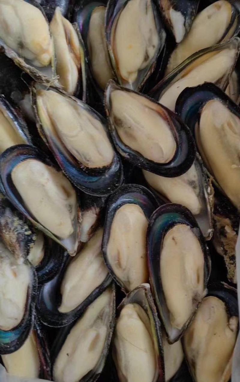 蓝口贝，黑口贝，鲜冻肉肥厚，味甜。大量批发