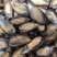 蓝口贝，黑口贝，鲜冻肉肥厚，味甜。大量批发