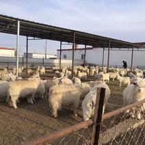 长年供应育肥羊，育肥山羊绵羊活体出售，整车