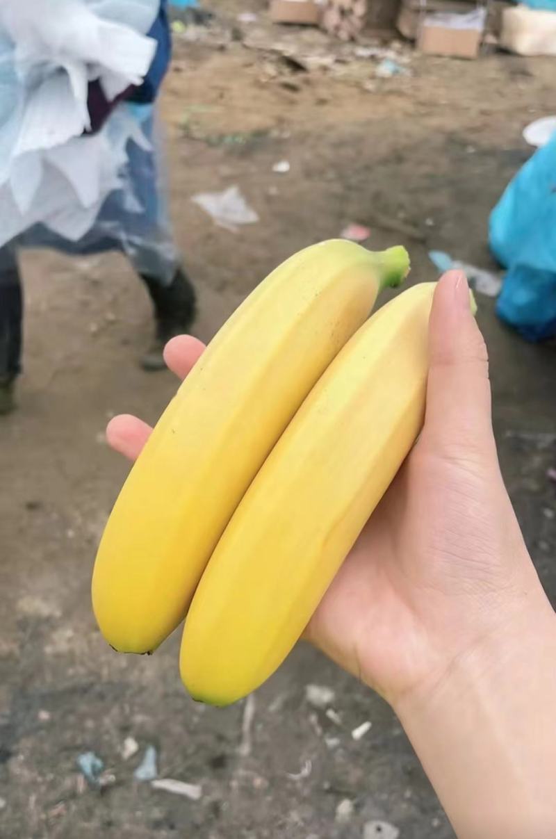 海南香蕉，价格品质有保障