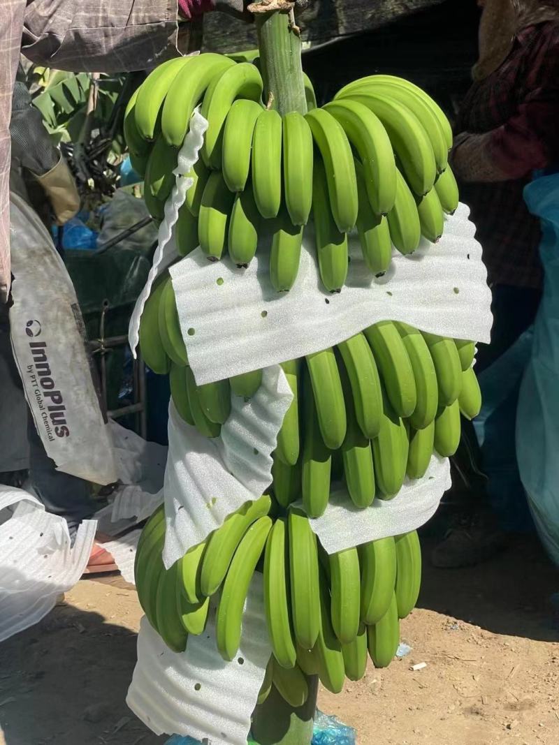 海南香蕉，价格品质有保障