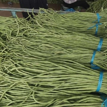 精品山东长豆角大量上市物美价廉供应全国电商团购批发市场