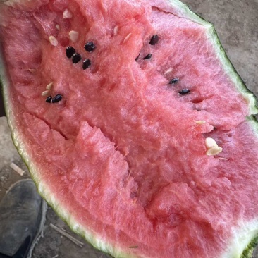 红艳小西瓜