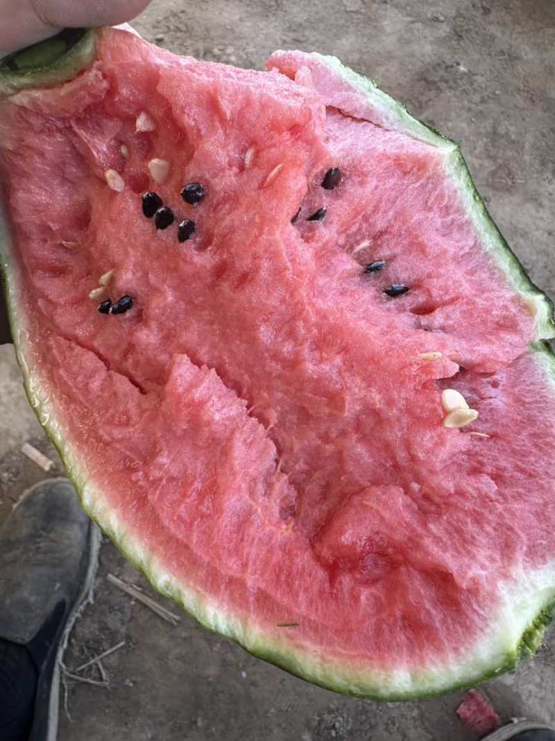 红艳小西瓜