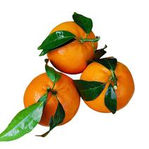 砂糖橘，11月份鲜果上市，有需要的提前，总产量100万斤