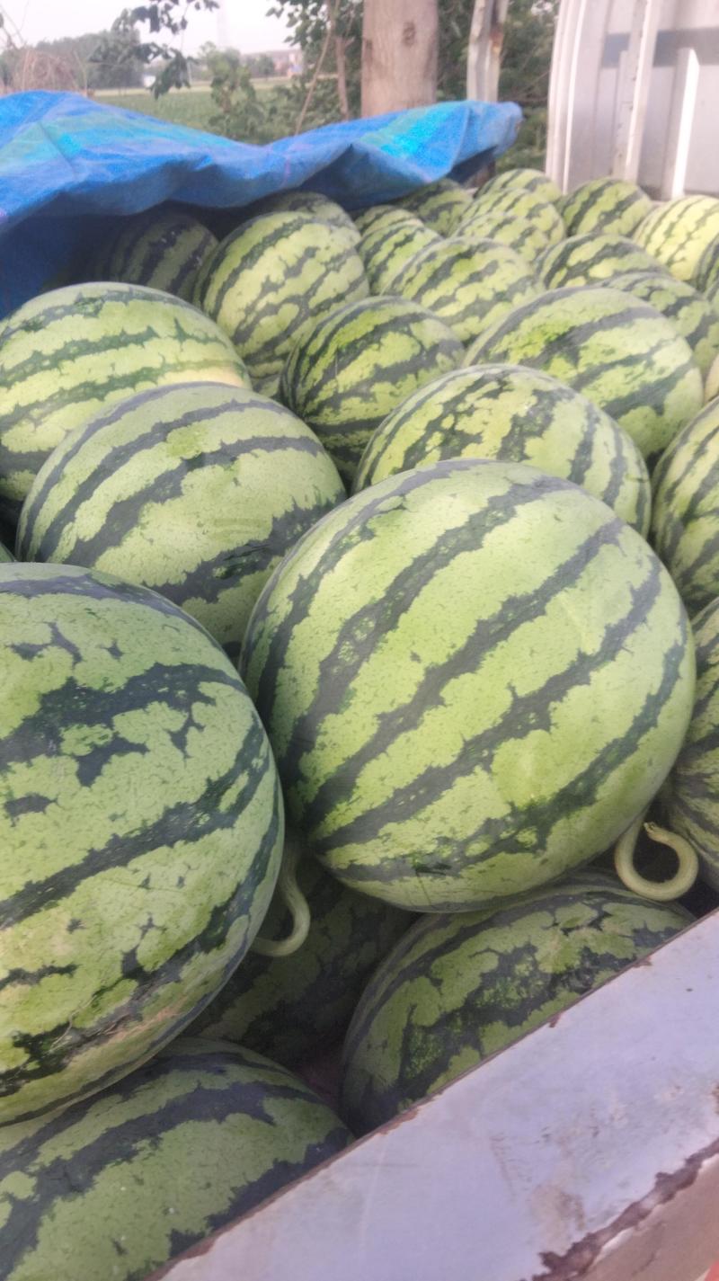 夏乐精品美都，糖度12+，熟度9成