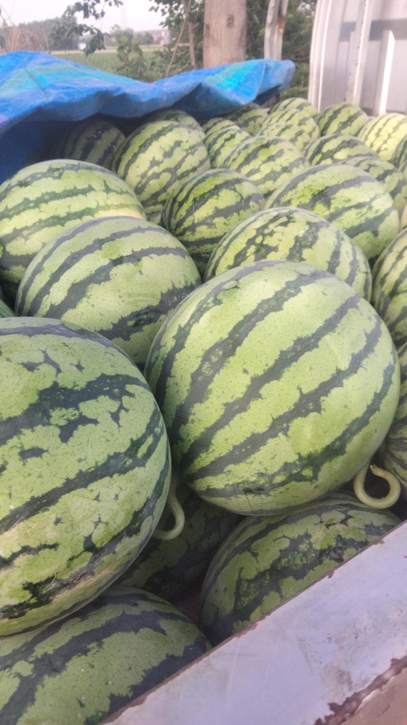 夏乐精品美都，糖度12+，熟度9成